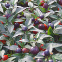 Pearl Multicolor Pepper Seeds, 100 Seeds