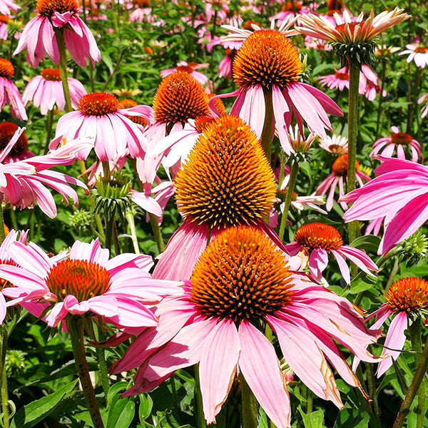 Purple Coneflower, 1g