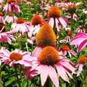 Purple Coneflower, 1g