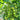 622 JingDan LvBaoShi F1 Tomato, 5 Seeds
