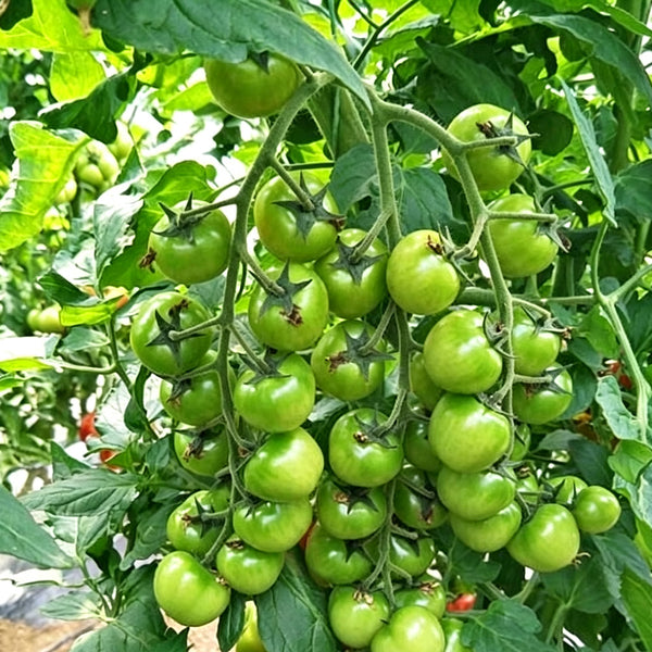 622 JingDan LvBaoShi F1 Tomato, 5 Seeds