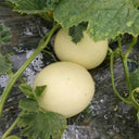 White Sweet Melon Seeds, 2g