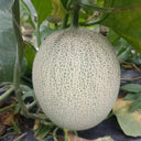 Dumi 101 Muskmelon Seeds, 500 Seeds