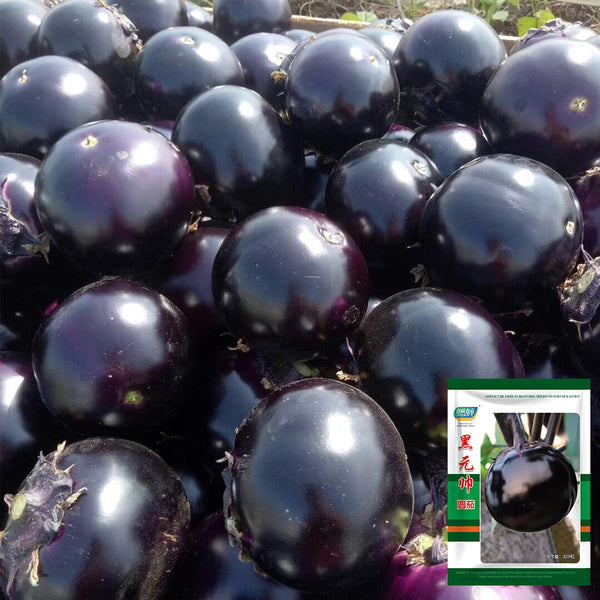 'Heiyuanshuai' Round Eggplant Seeds, 100 Seeds
