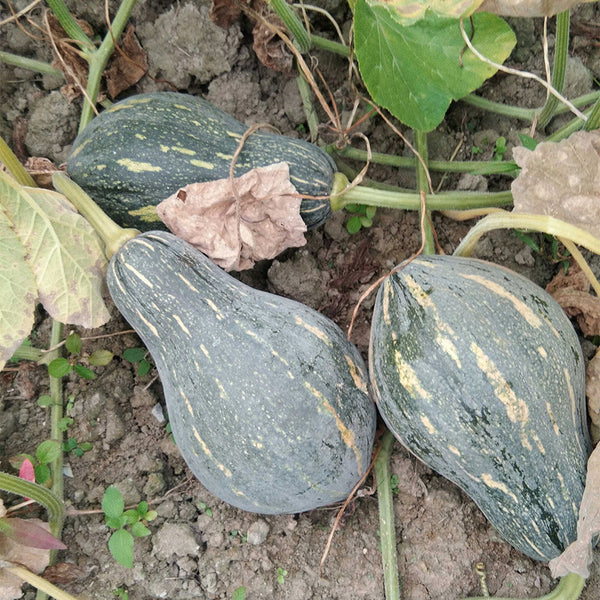 Sweet Taro Flavor Pumpkin Seeds, 10g