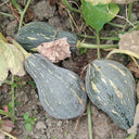Sweet Taro Flavor Pumpkin Seeds, 10g