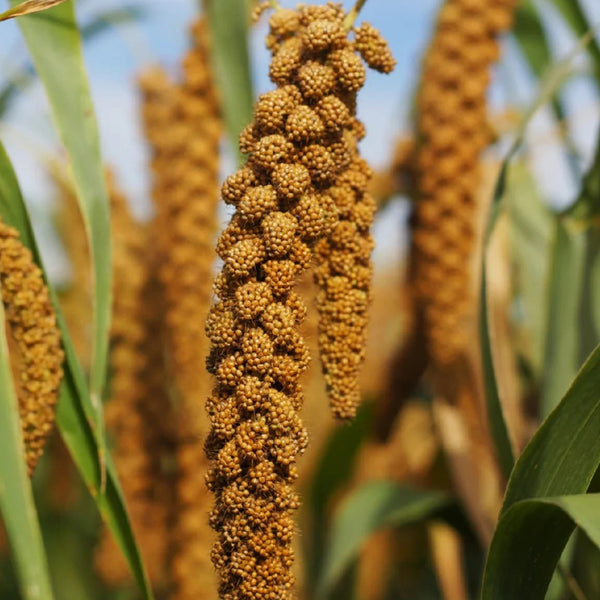 Red Foxtail Millet Seeds, 150g