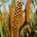 Red Foxtail Millet Seeds, 150g