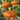 Censer Squash Seeds, 5g