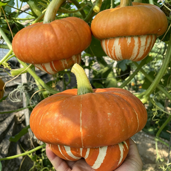 Censer Squash Seeds, 5g