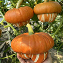 Censer Squash Seeds, 5g