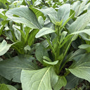 Meiqi No.1 Sweet Choy Sum Seeds, 10g