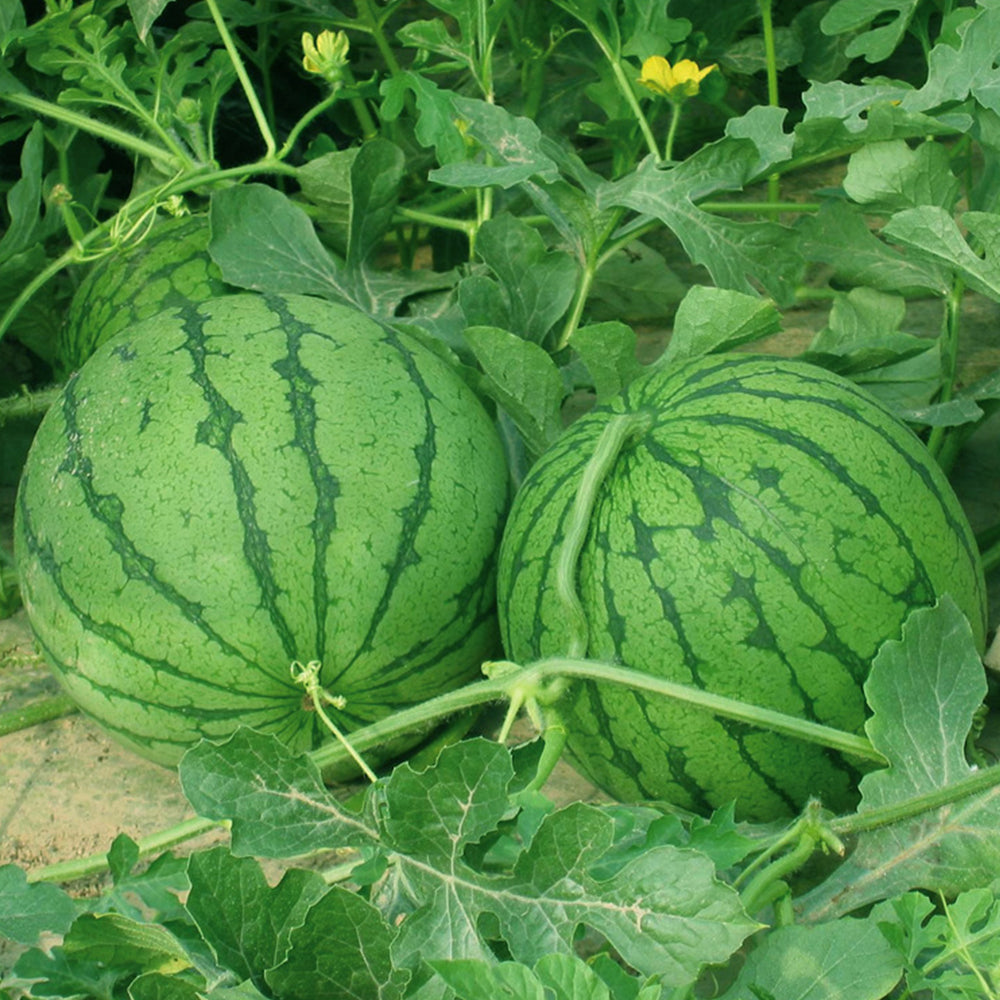 'Kylin Ice Cream' Watermelon Seeds