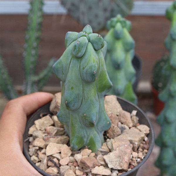 Myrtillocactus geometrizans 'Fukurokuryuzinboku', 9-11cm