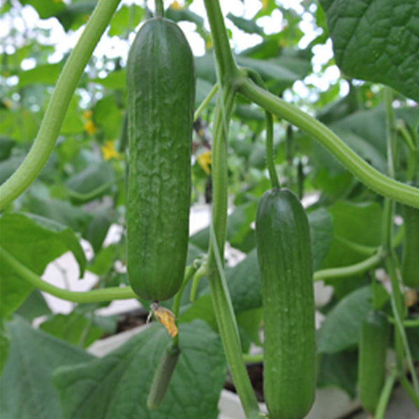Spineless Mini Cucumbers Seeds, 50 Seeds