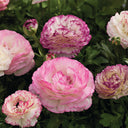 Hezhichun Ranunculus, 30 Seeds
