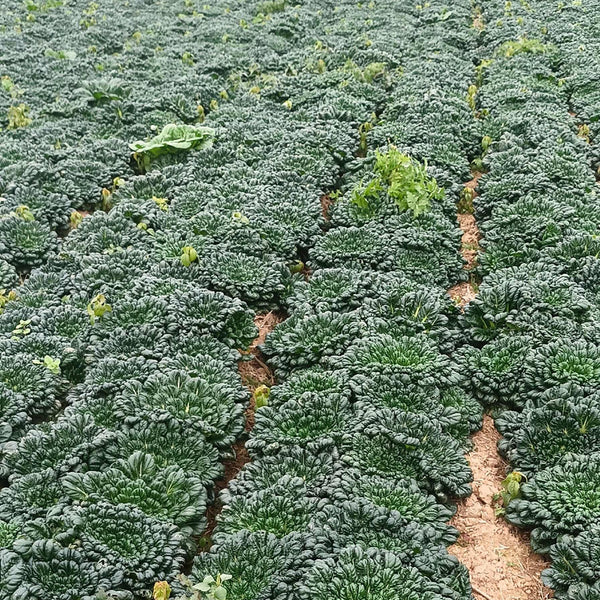 Flat Cabbage Seeds, 10g