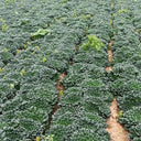 Flat Cabbage Seeds, 10g