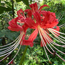 Hubei Lycoris, 1 Bulb