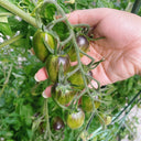 Brads Atomic Grape Heirloom Tomato, 20 Seeds