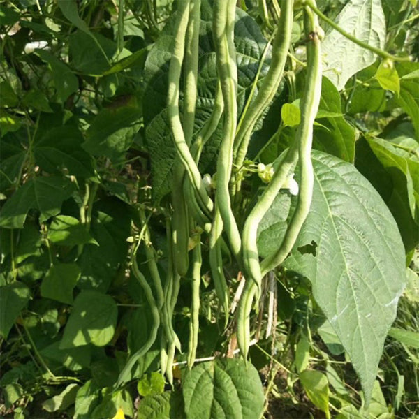 Huajun No.5 Snap Bean Seeds, 10g