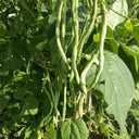 Huajun No.5 Snap Bean Seeds, 10g