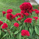 Hezhichun Red Cockscomb Seeds, 1g