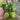 Green Jade Tomato, 100 Seeds