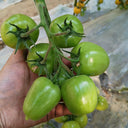 Green Jade Tomato, 100 Seeds