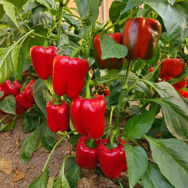 Red Bell Pepper Seeds, 20 Seeds