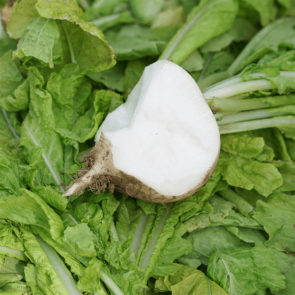 Crystal-clear White Radish Seeds, 10g