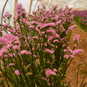 Cut Flower Forget-me-not, 30 Seeds