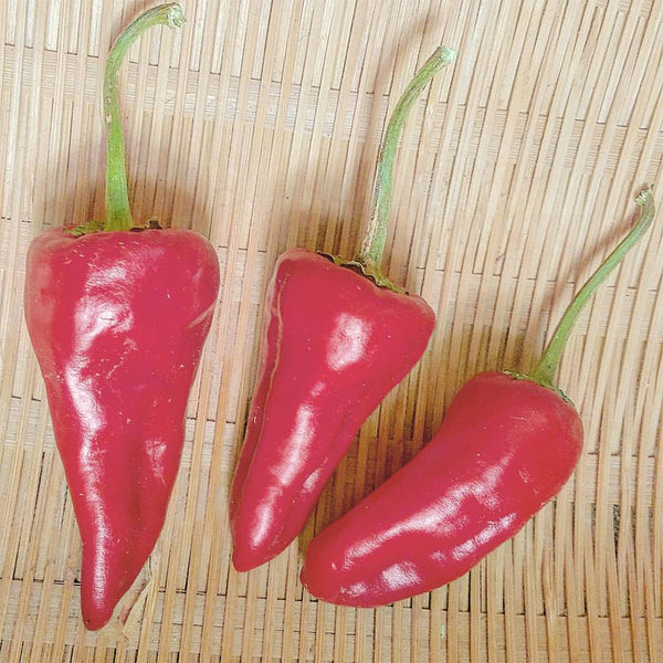 Syrian Has Goli Hot Pepper, 2~4 Seeds