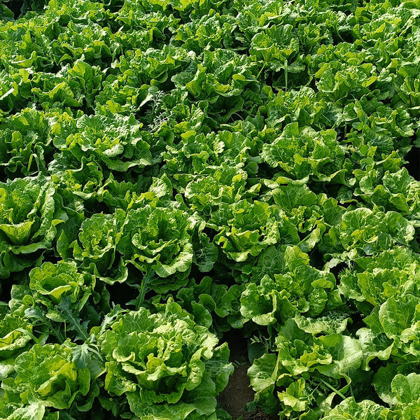 'Lvmei' Italian Leaf Lettuce Seeds, 10g