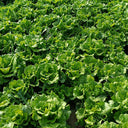 'Lvmei' Italian Leaf Lettuce Seeds, 10g