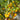 880 Blue Pom Pom Tomato, 5 Seeds