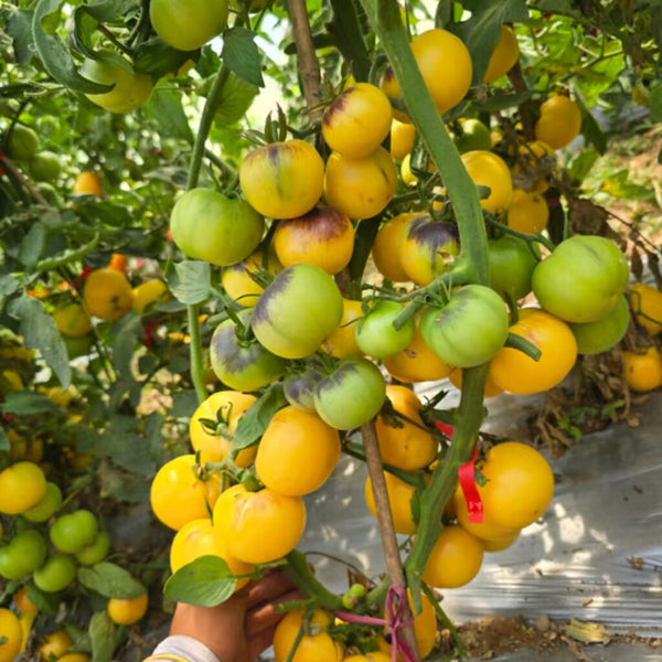 880 Blue Pom Pom Tomato, 5 Seeds