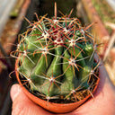 Ferocactus peninsulae, 3-4cm