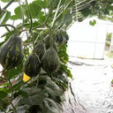 Fragrant Taro Pumpkin Seeds, 10 Seeds