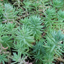 Reflexed Stonecrop Seeds, 200 Seeds