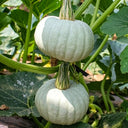 Silver Baby Chestnut Pumpkin, 6 Seeds