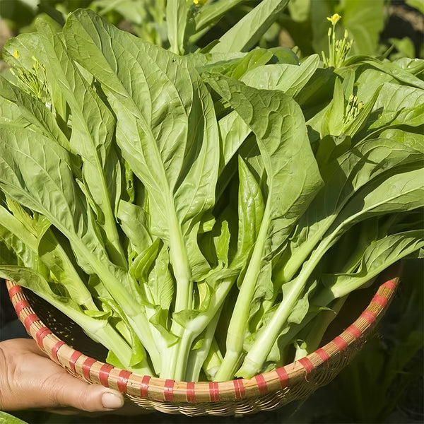 'Tender Sprout No.3' Choy Sum Seeds, 10g