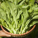 'Tender Sprout No.3' Choy Sum Seeds, 10g