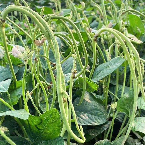 'Jiefeng' Dwarf Long Bean Seeds, 20g