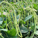 'Jiefeng' Dwarf Long Bean Seeds, 20g