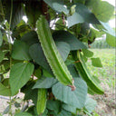Winged Bean Seeds, 5g