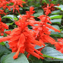 Scarlet Sage Seeds (Salvia splendens), Pack of 100
