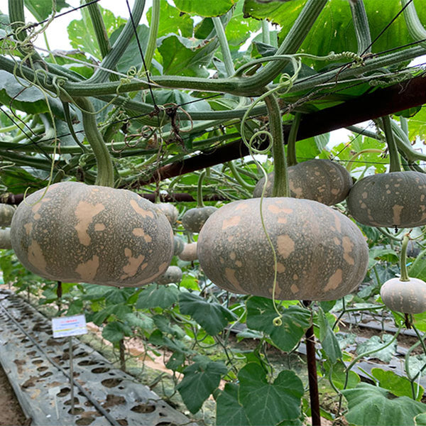 Xiangmi Small Pumpkin Seeds
