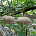 Xiangmi Small Pumpkin Seeds