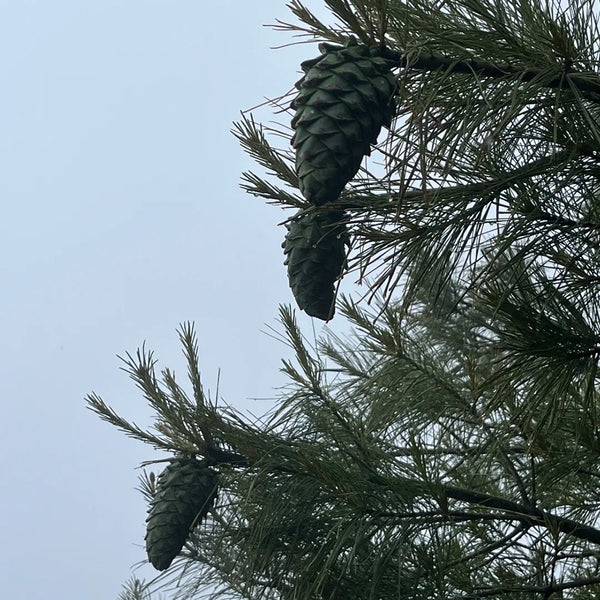 Huashan Pine, 50 Seeds